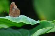夢(mèng)到蝴蝶，解讀其背后隱藏的預(yù)兆，夢(mèng)到蝴蝶，解讀其背后的預(yù)兆與象征意義