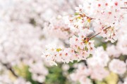 竹影搖曳，夢(mèng)中的綠色交響，竹影搖曳下的綠色交響夢(mèng)