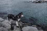 哈士奇作為一種忠誠、活潑的犬種，深受人們喜愛。作為一款專門為哈士奇設(shè)計(jì)的網(wǎng)站插件，它不僅能夠幫助用戶更方便地管理和查看哈士奇的相關(guān)信息，還能提高用戶體驗(yàn)。，哈士奇插件，讓您的養(yǎng)寵生活更便捷