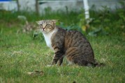 揭秘Kitty貓咪的游戲世界，一款免費(fèi)、無(wú)廣告的休閑游戲，隱藏在貓咪世界中的謎團(tuán)，無(wú)廣告休閑游戲Kittys World