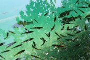 捕魚大師注冊攻略，輕松成為捕魚高手，暢享歡樂時光！捕魚大師注冊指南，快速晉升捕魚達人，盡享游戲樂趣