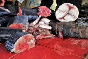 夢(mèng)中的魚(yú)之血，探索心靈深處的隱秘信號(hào)