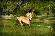 荒野之息馬匹注冊全攻略，解鎖馬匹自由馳騁的秘密，荒野之息馬匹注冊全解密，駕馭自由馳騁的駿馬之道