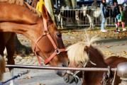 夢中奇遇，與各種動物共舞，夢中奇遇，與各種動物共舞