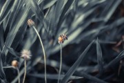 夢(mèng)中蜂影，一場(chǎng)與蜜蜂的奇妙邂逅