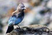 夢到野雞，預(yù)示著什么？，夢到野雞，預(yù)示與機遇的象征