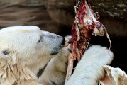 動物免費游戲，讓生活更加有趣的游戲體驗，動物免費游戲，讓你的生活更加有趣的選擇