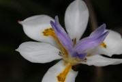 夢(mèng)中生子的寓意與感悟，夢(mèng)中生子的寓意與深度感悟