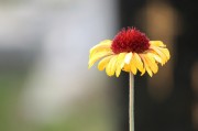 探尋自由的綠色花朵——免費(fèi)的小花仙游戲介紹，小花仙，追尋自由綠色花朵的游戲介紹