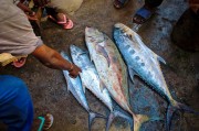 夢中尋魚，一次難忘的捕魚經(jīng)歷，夢中尋魚，一次難忘的捕魚探險經(jīng)歷