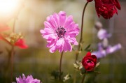2023年度網(wǎng)上訂花網(wǎng)站排名，品味生活，從一束花開(kāi)始，2023年網(wǎng)上訂花網(wǎng)站排行，開(kāi)啟美好生活，從一束花啟程