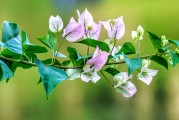 夢中桐樹花開，寓意何在？