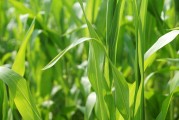 美國(guó)作物帶降雨預(yù)報(bào)緩解產(chǎn)量擔(dān)憂，芝加哥大豆和玉米價(jià)格回落
