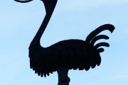 夢(mèng)到死貓的寓意與解讀，夢(mèng)到死貓的寓意與解析