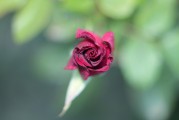 夢中見證友情之花——我的朋友結(jié)婚之夢，夢中見證友情之花，我的朋友婚禮之夢