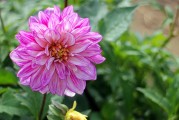 夢中花開花落，探尋心靈之境