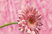 花花姑娘游戲免費下載，花花姑娘，全平臺無限制游戲免費下載