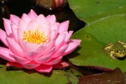 夢(mèng)中的神秘使者——青蛙的寓意，夢(mèng)中的神秘使者，青蛙的寓意