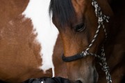 小馬游戲大全，下載、體驗(yàn)全境，暢玩小馬游戲，全部游戲的下載與體驗(yàn)指南