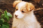 犬舍注冊全攻略，流程、注意事項及必備材料，一站式指南，犬舍注冊全解析