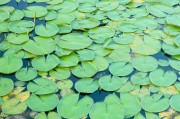 孕婦夢(mèng)到豆角的寓意與解讀，孕婦夢(mèng)到豆角的寓意與解析