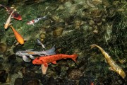 夢(mèng)到魚和水，預(yù)示著什么？，夢(mèng)到魚和水，預(yù)示的寓意與解析