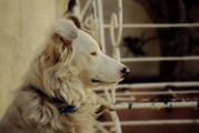 夢中尋犬記，小狗丟失后的奇跡重逢，夢中尋犬記，奇跡重逢的感人故事
