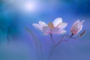 夢(mèng)中的畫(huà)眉之歌，詩(shī)意與生活的交響，夢(mèng)中之畫(huà)眉之歌，詩(shī)意與生活的交響樂(lè)章