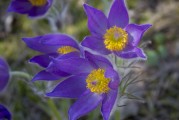 鮮花游戲免費(fèi)體驗(yàn)，超值！鮮花游戲免費(fèi)體驗(yàn)，讓生活更浪漫