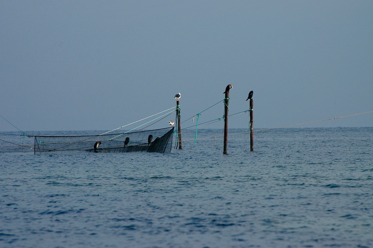 夢(mèng)中的魚(yú)影，一次自我探索的殺魚(yú)夢(mèng)