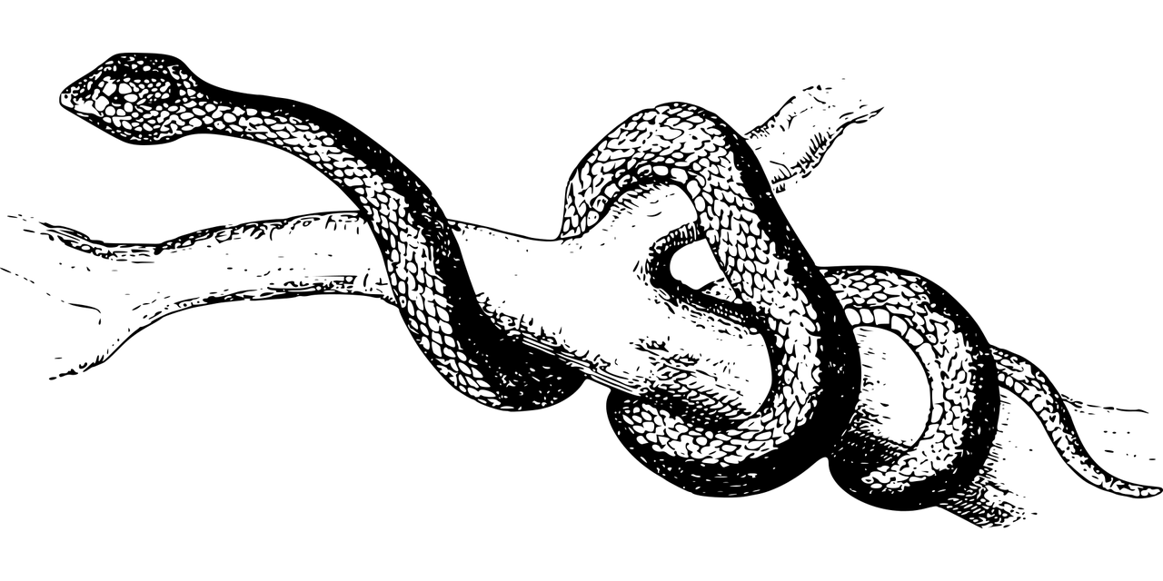 夢(mèng)魘之蛇，蛇咬手之謎，夢(mèng)魘之蛇，蛇咬手之謎的解析