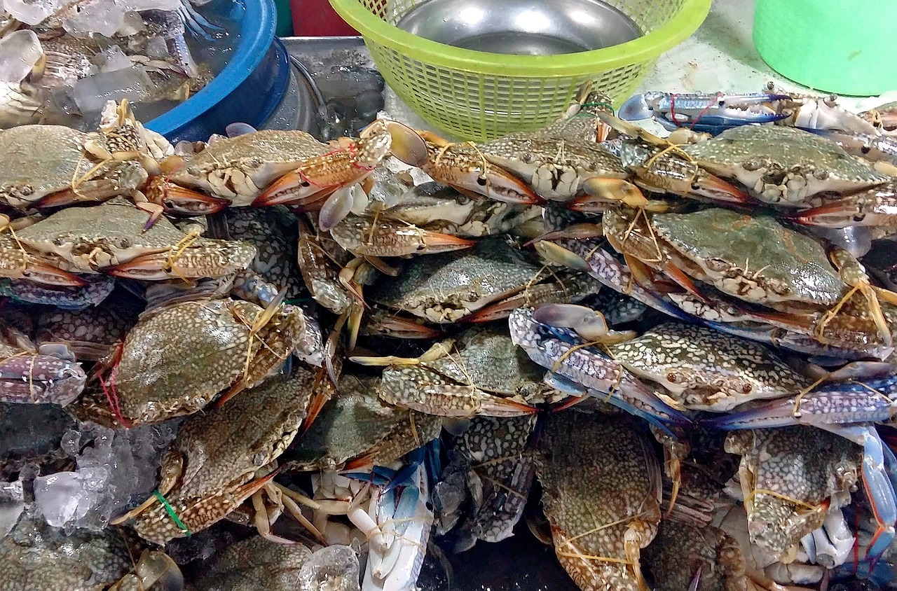 夢(mèng)中奇遇，螃蟹與魚的共舞