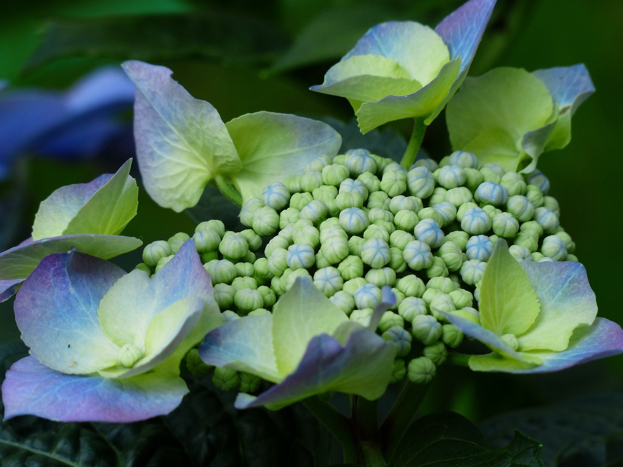 夢(mèng)中花?！粓鲺r花的絢爛夢(mèng)境