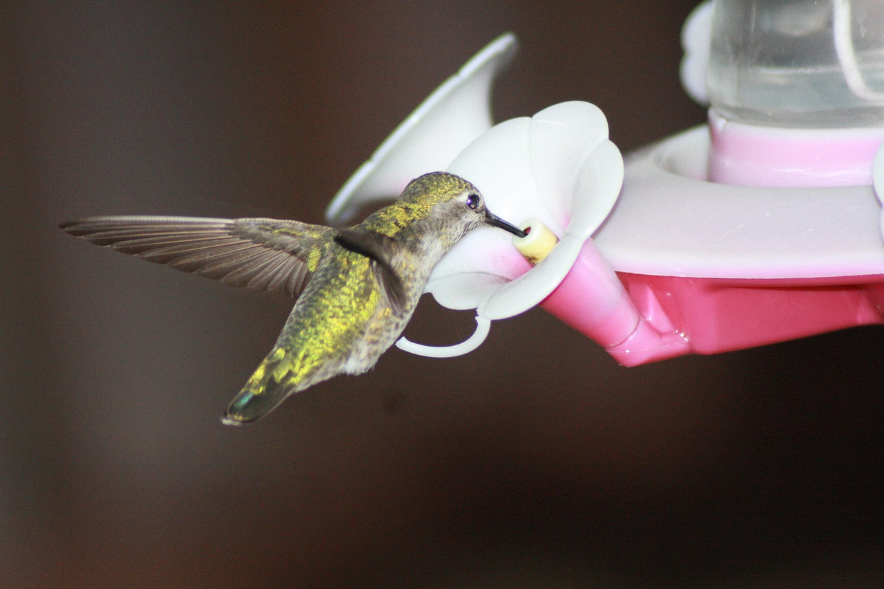 蜂鳥(niǎo)配送注冊(cè)攻略，輕松開(kāi)啟您的蜂鳥(niǎo)配送之旅，蜂鳥(niǎo)配送注冊(cè)指南，輕松起步您的配送生涯