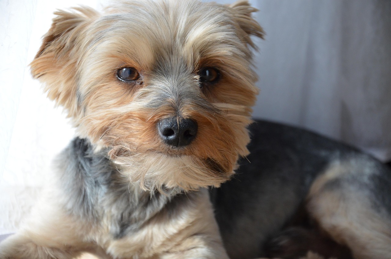 如何輕松注冊(cè)CKU，開(kāi)啟你的犬類(lèi)生涯